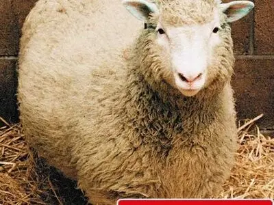 خرید دام بهداشتی از دام تهران