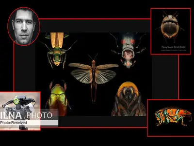 آثاری که با سوژه‌های واقعی تفاوت ندارند فقط نفس نمی‌کشند/ آیا می‌توان با عکاسی «حشرات زنده» خلق کرد!