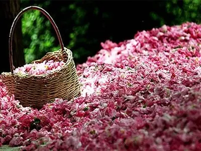 5500 تن گل‌محمدی در استان مرکزی تولید شد