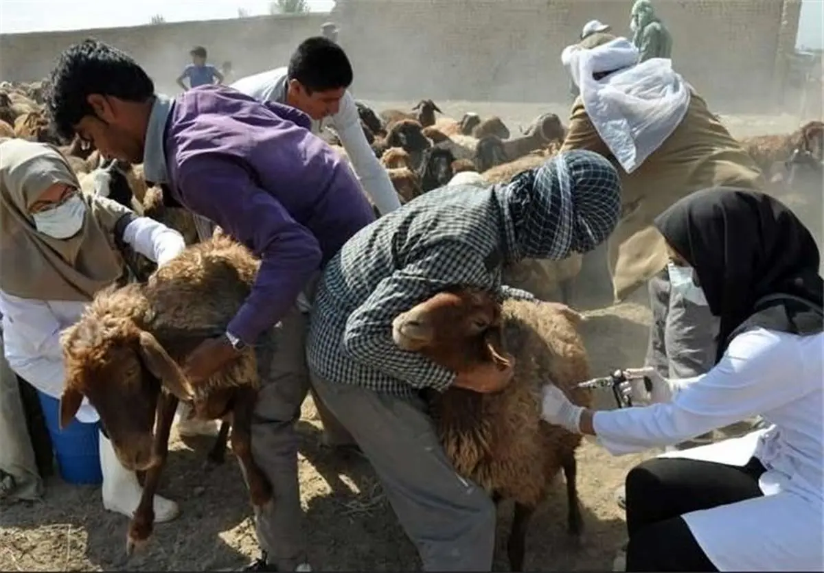 فاز سوم واکسیناسیون دام‌ها از هفته آینده در کردستان آغاز می‌شود