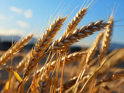 برگزاری کارگاه آموزشی کشت جو جهت اصلاح شوری خاک در خرمشهر