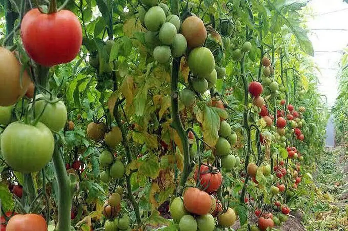 مجوز شهرک زنجیره ارزش تولیدات کشاورزی تصویب شد