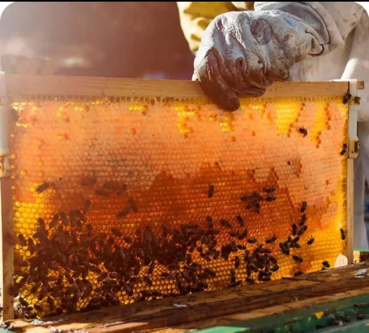 تولید سالانه ۳۱۳ هزار کیلوگرم عسل در شهرستان نور