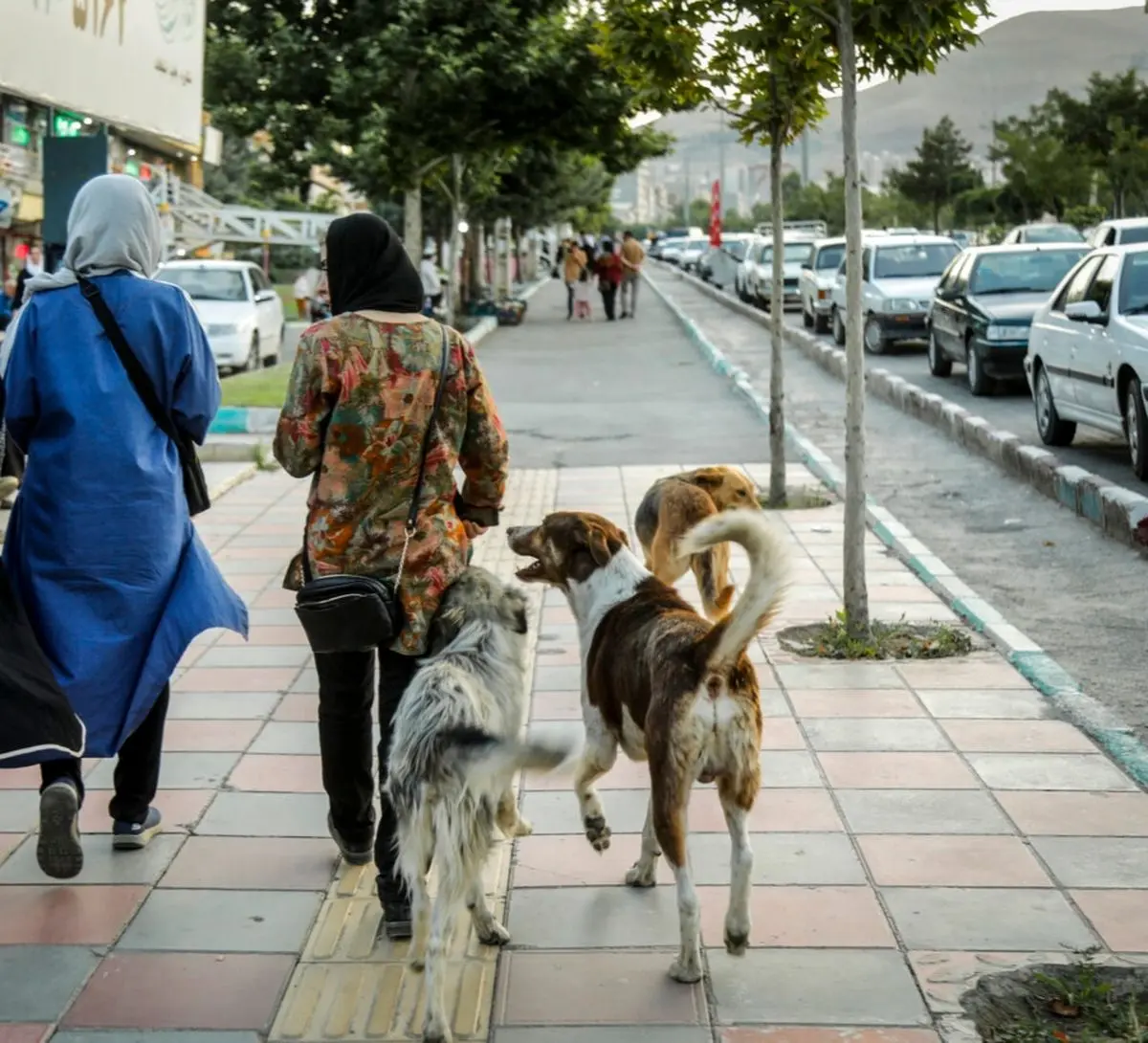 سگ های بلاصاحب زن سردشتی را راهی بیمارستان کردند
