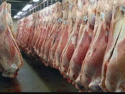67 لاشه دام سبک غیرقابل مصرف در استان مرکزی معدوم‌سازی شد 