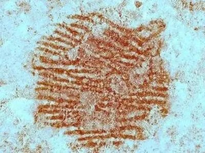 قدیمی‌ترین اثرانگشت‌ انسان پیدا شد / یادگاری از ۴۳ هزار سال پیش