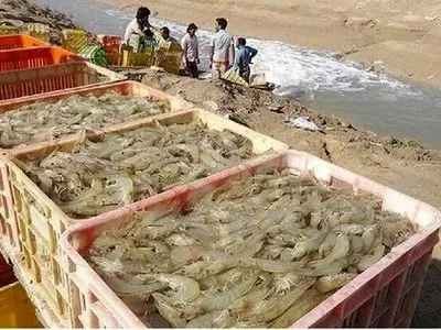 امسال تولید میگو در کشور از مرز ۶۰ هزار تن عبور خواهد کرد 