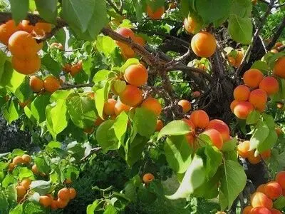 آغاز برداشت 2 هزار تن زردآلو از باغات استان قزوین