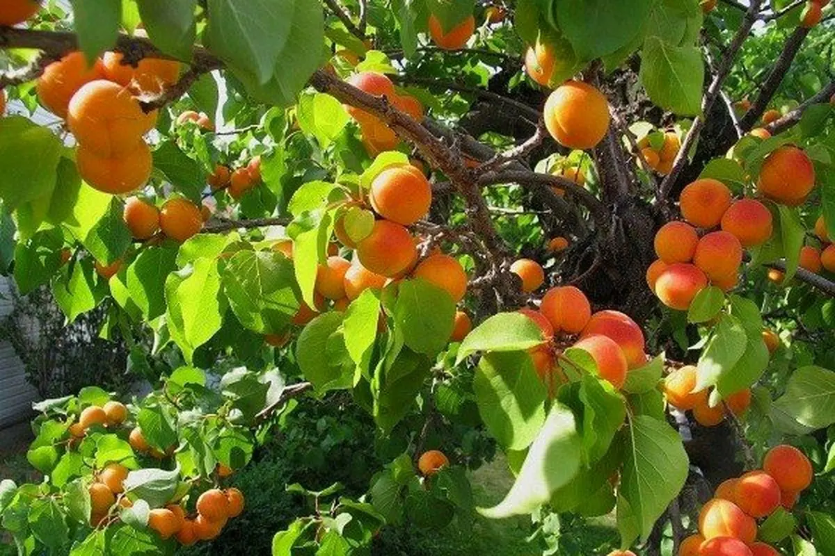 برداشت زردآلو در قزوین آغاز شد