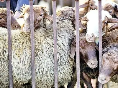 قیمت دام زنده در بازار امروز دوشنبه ۱۲ شهریور ۱۴۰۳ + جدول