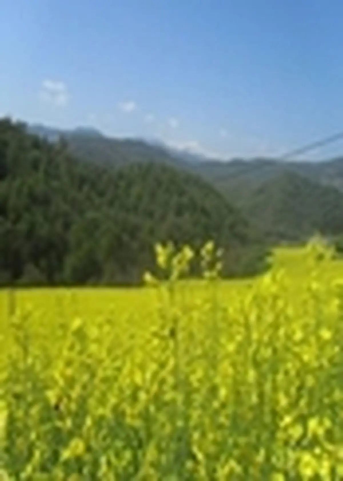 کشت کلزا در سطح ۵۷۰ هکتار از اراضی شهرستان خرمشهر