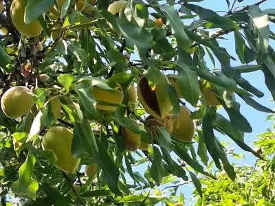 برداشت بادام در داراب آغاز شد/ ۸ هزار و ۱۰۰ هکتار باغ زیر کشت