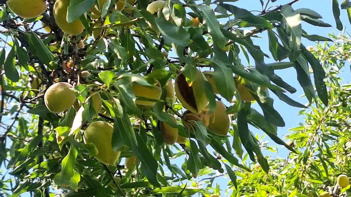 برداشت بادام در داراب آغاز شد/ ۸ هزار و ۱۰۰ هکتار باغ زیر کشت