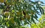 برداشت بادام در داراب آغاز شد/ ۸ هزار و ۱۰۰ هکتار باغ زیر کشت