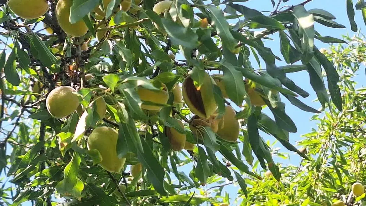 برداشت بادام در داراب آغاز شد/ ۸ هزار و ۱۰۰ هکتار باغ زیر کشت