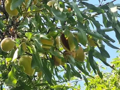 برداشت بادام در داراب آغاز شد/ ۸ هزار و ۱۰۰ هکتار باغ زیر کشت