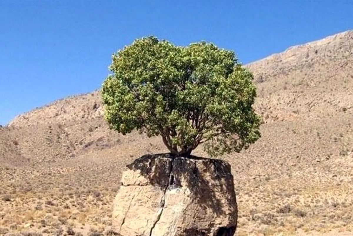 ثبت ۲ درخت کهنسال ارسنجان فارس در فهرست آثار ملی ایران