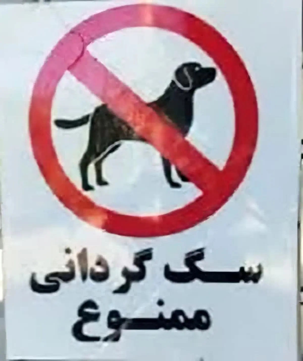 سگ گردانی در مازندران ممنوع شد