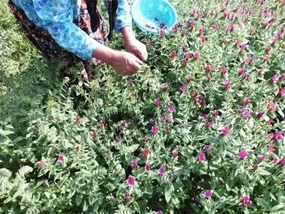۱.۷ تن گل گاوزبان در قزوین تولید می‌شود