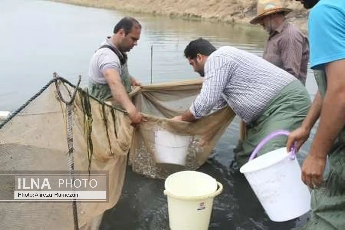 رهاسازی 313 هزار قطعه بچه ماهی پرورشی در منابع آبی آذربایجان غربی