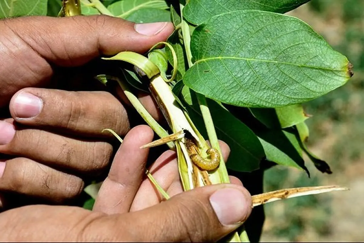 بخش عمده ای از باغ‌های گردوی شهرستان جغتای به آفت آلوده‌ شده است