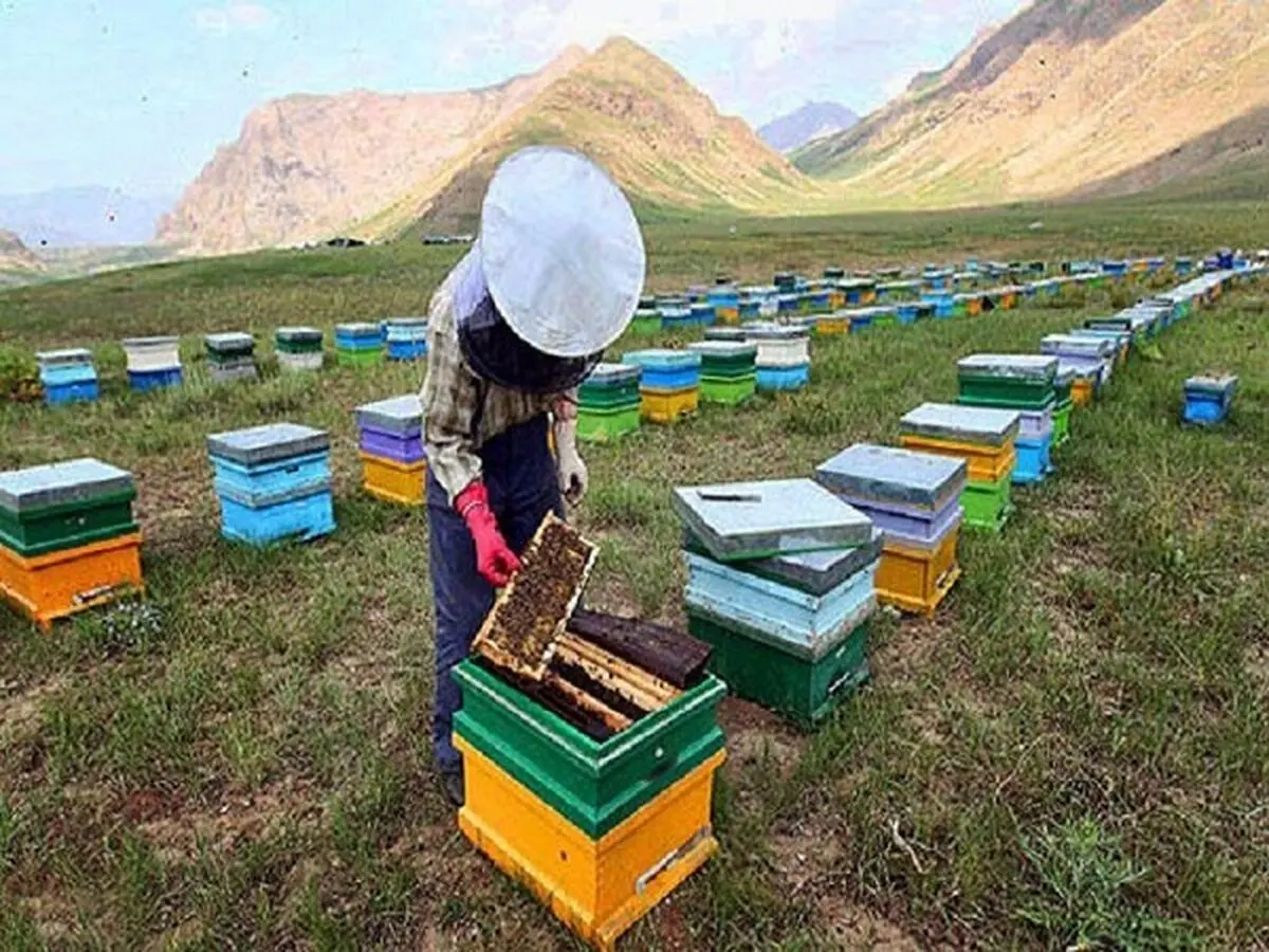 آغاز برداشت دوم عسل در گیلان
