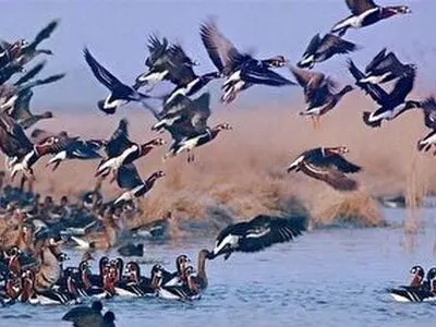 صدور مجوز شکار پرندگان آبزی و کنار آبزی در گیلان