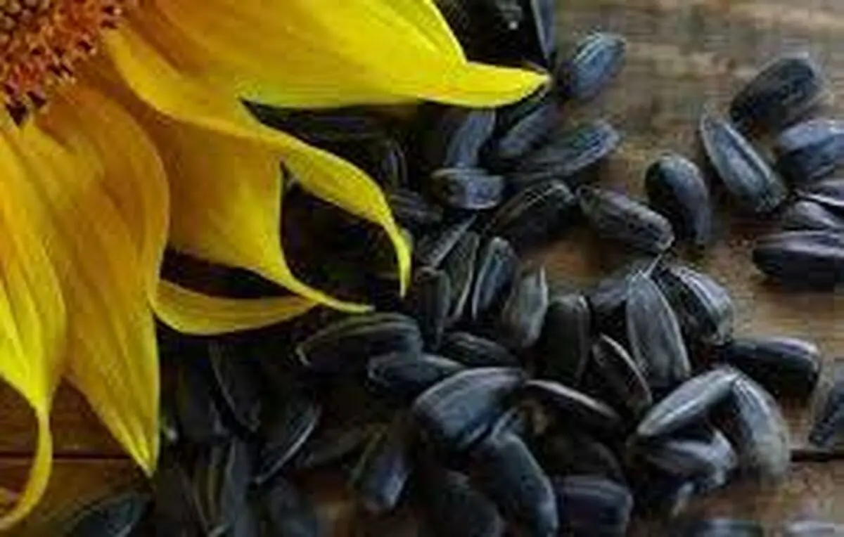 خرید ۷۹ تن دانه روغنی آفتابگردان در مازندران 