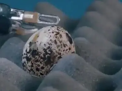 دقت ربات جراح در کندن پوسته‌ی تخم بلدرچین، سوراخ کردن و سپس بخیه‌ زدن + فیلم