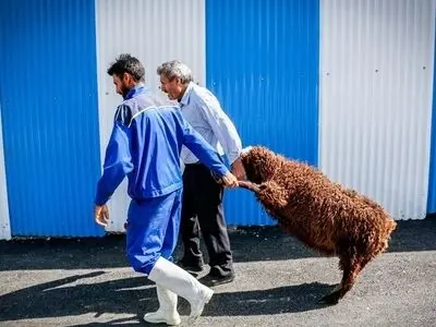 خدمات رایگان جایگاه های ذبح در عید قربان/ حضور دو ناظر ذبح شرعی در هرجایگاه