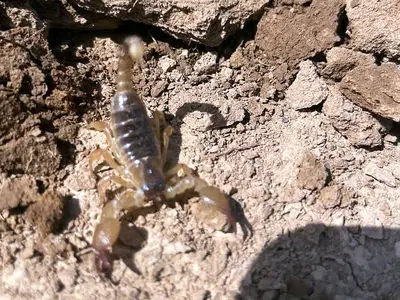 کشف عقرب حفار اسکرپیوموروس در دشت اله‌آباد آبیک
