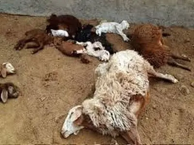 برخورد کامیون با گله گوسفند در لردگان سبب تلف شدن پانزده راس کوسفند شد