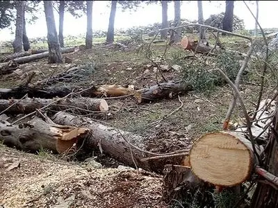 قطع درختان در غرب کشور شدت گرفته/ انتقاد از سکوت سازمان حفاظت محیط زیست و منابع طبیعی 