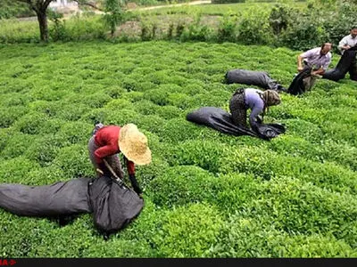 Tea production boosts 60 percent; Rouzbahan tells ILNA 
