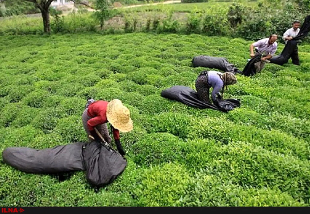 Tea production boosts 60 percent; Rouzbahan tells ILNA 