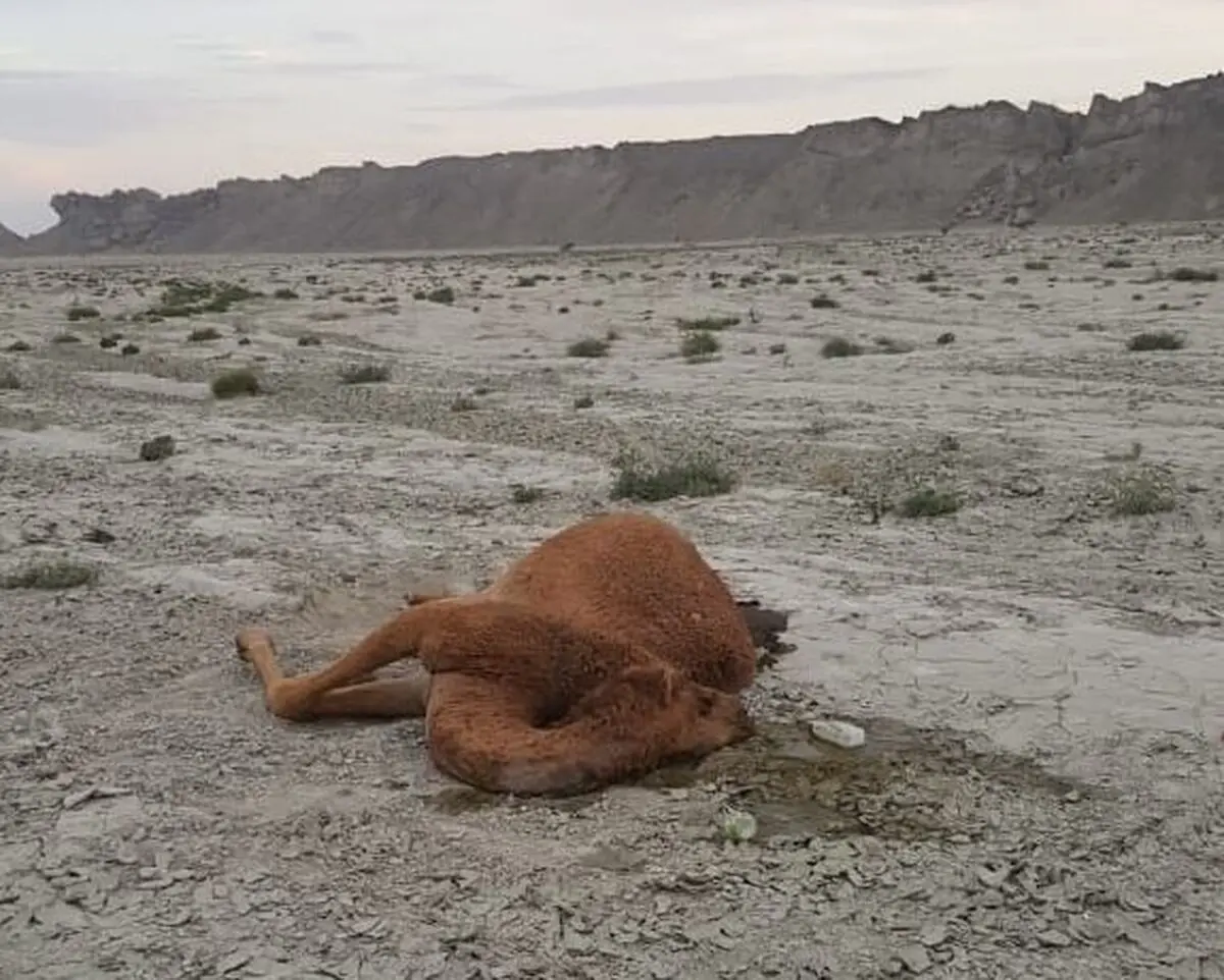 دلیل تلف شدن 3 شتر در جاسک سم پاشی نبود/ تلفات دیگری مشاهده نشد 