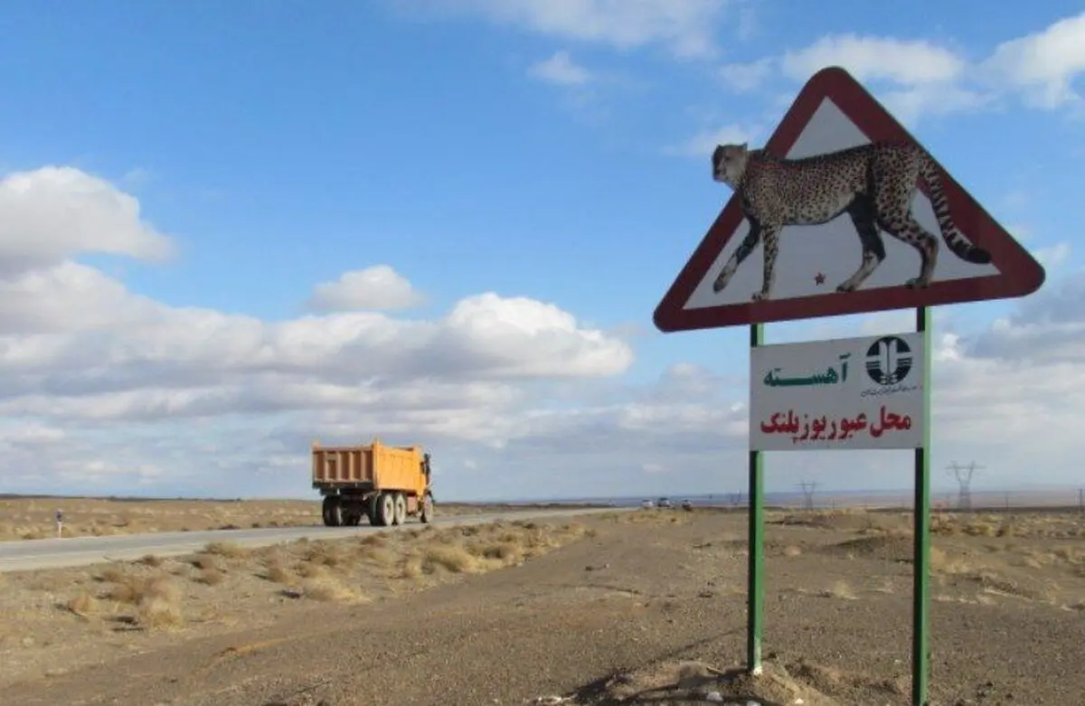 اجرای طرحی برای کاهش تلفات جاده‌ای یوزپلنگ ایرانی