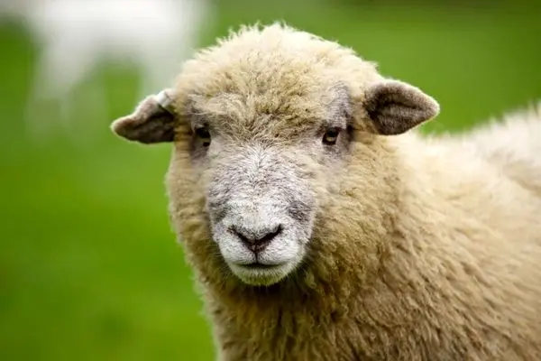 حمله انتقامی گوسفند به چوپان + فیلم