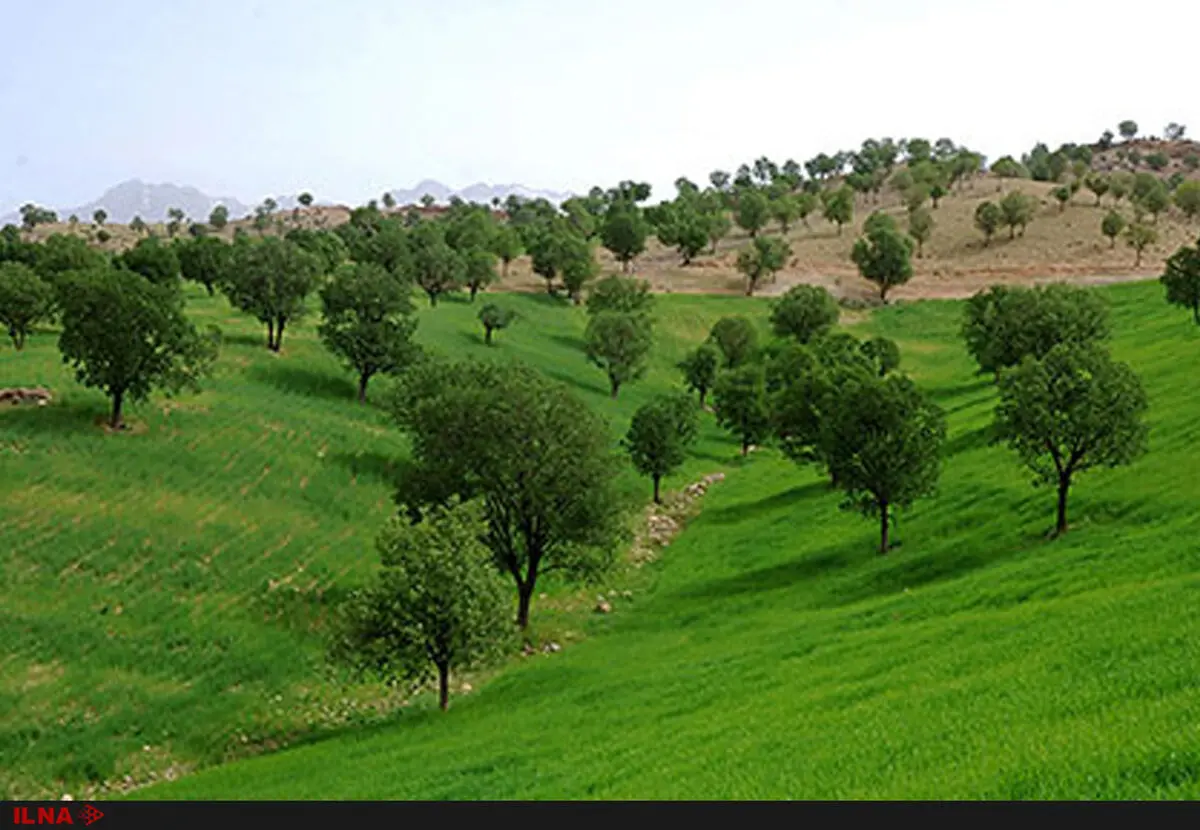 واگذاری پارک جنگلی یاسوج به وزارت نفت فعلا در حد حرف است/ تعهدات شهرداری در حفاظت از جنگل‌ عملی نشد