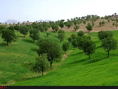 واگذاری پارک جنگلی یاسوج به وزارت نفت فعلا در حد حرف است/ تعهدات شهرداری در حفاظت از جنگل‌ عملی نشد