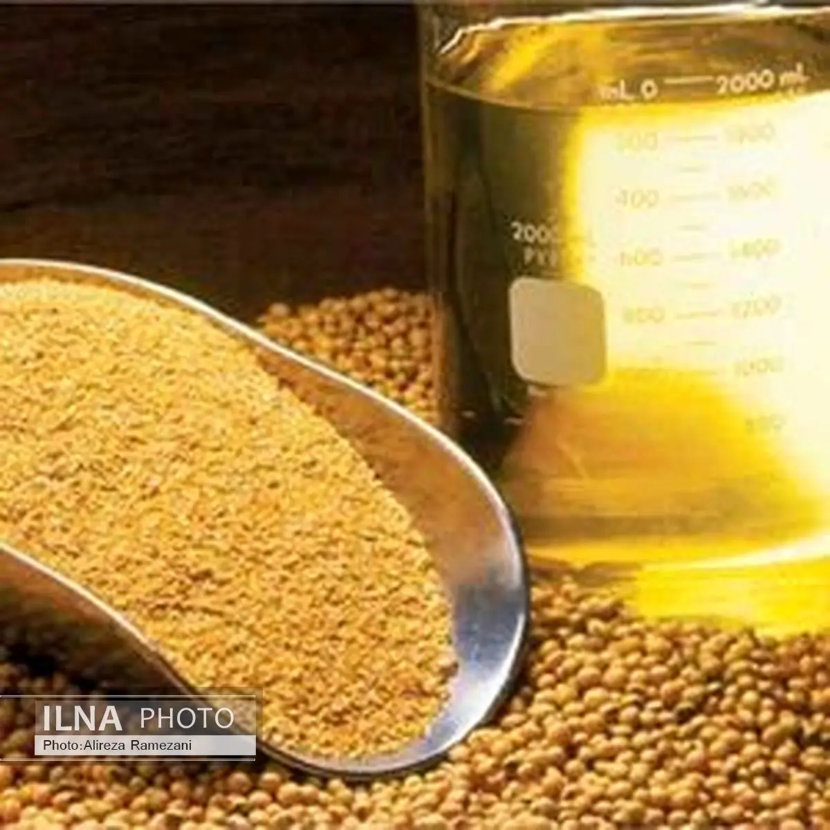لزوم کاهش وابستگی به واردات دانه های روغنی/تولید گندم داخلی در خطر است