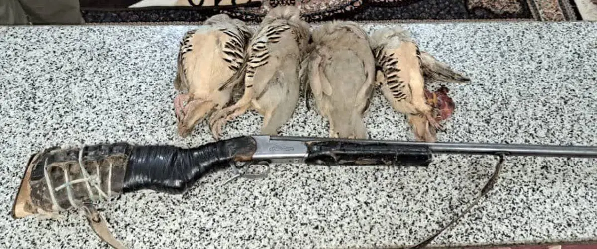 چهار قطعه کبک در منطقه حفاظت‌ شده هلن چهارمحال و بختیاری کشف و ضبط شد