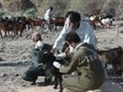 ارائه خدمات دامپزشکی به دام‌های عشایر