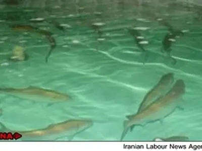 عدم نظارت گستره فعالیت دلالان را وسیع کرده است
