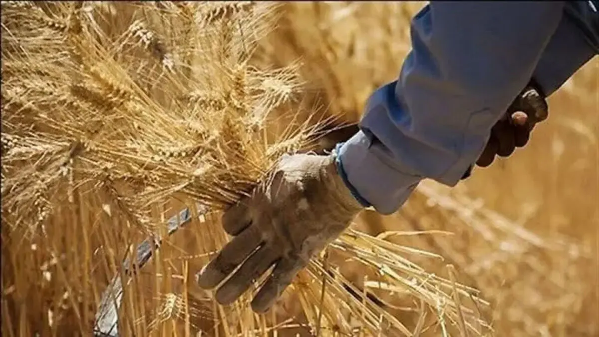 پس از تاکیدات رئیس قوه قضائیه ۲۱ همت دیگر به حساب گندمکاران واریز شد