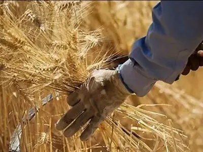 پس از تاکیدات رئیس قوه قضائیه ۲۱ همت دیگر به حساب گندمکاران واریز شد