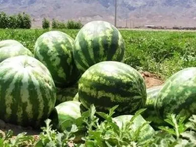 اعلام قیمت هندوانه و انار برای یلدا