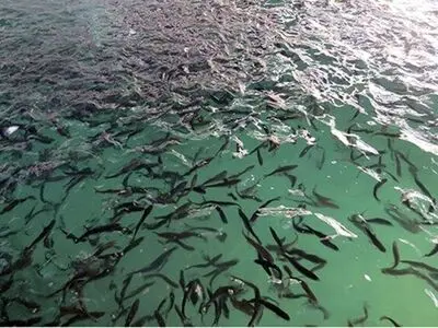 بیش از ۷ میلیون بچه ماهی در منابع آبی آذربایجان غربی رهاسازی می شود