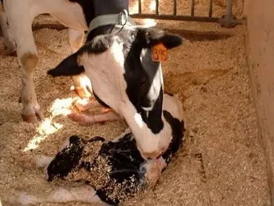 صادرات «جنین گاوهای پربازده ایرانی» به آفریقا و آسیای میانه/ استفاده از فناوریIVF  در گاوهای برتر