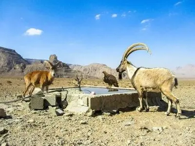 آب تانکر توقیفی، نذر حیات وحش منطقه‌ کلاه قاضی اصفهان شد